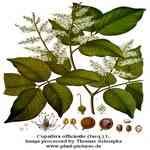 Gurjun Balsam - Dipterocarpus stp j孻Mno