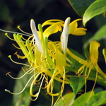 Honeysuckle-Lonicera caprifolium �ԥV���Ȫ���S