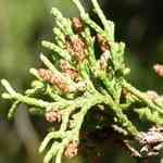Cedarwood Taxas-Juniperus asheiw{QMno