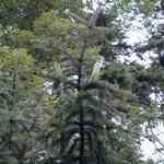 Cedarleaf-Juniperus canadiensis NȳQo