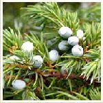 Juniperberry Himalayan - Juniperus Communis�ߺ��Զ����Q�G�M�n�����o