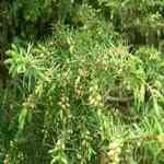 Juniper Leaf - Juniperus Communis Qo