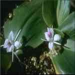 Galangal - Kaempferia Galangal ���}���M�n�����o