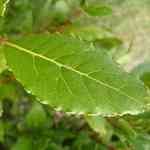 Laurel Leaf - Laurus nobilis ��۸��M�n�����o