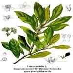 Laurel Berry - Laurus nobilis line��۪G�M�n�����o