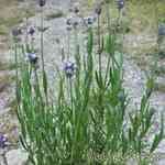 Lavandin Abrialis - Lavandula hybrida �������Ȧ�� ������S