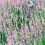 Lavender 40/42 - Lavandula Angustifolia �Ȧ��40/42��o