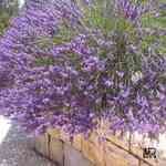 Lavender Bulgarian - Lavandula vera �O�[�Q���Ȧ��M�n�����o