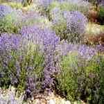 Lavender Population - Lavandula angustifolia ùsȦ o
