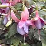 Lican - Lichnperiata �ߪֲM�n�����o