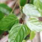 Massoia - Cryptocarya massoia �ڭ������M�n�����o