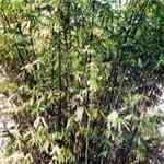 Mauha - Madhuca indica �����M�n�����o