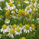 Chamomile German Blue - Matricaria reticulata�w���Ŭv�̵�(�k��) ������S