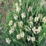 Tea Tree - Melaleuca alternifolia ���� ������S