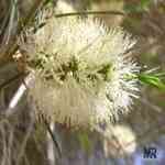 Rosalina - Melaleuca ericifolia �Ȧ�����M�n�����o