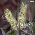 Nerolina - Melaleuca quinquenervia ���ߥդd�h������S