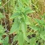 Peppermint Arvensis - Mentha arvensis J o
