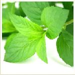 Peppermint Piperita - Mentha piperita ���� ������S