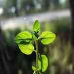 Pennyroyal - Mentha pulegium �B�������M�n�����o