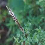 Spearmint - Mentha spicata o
