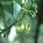 Mace - Myristica fragrans ���M ������S