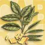 Cabrueva-Myrocarpus fastigiatus �d�B��ˤ�M�n�����o