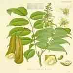 Balsam Peru - Myroxylon pereirae |S