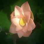 Lotus Pink - Nelumbo nucifera  קlko