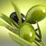 Olive Virgin Refined���V�o��¦�o