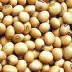 Soya Bean�j���o��¦�o
