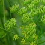 Parsnip - Pastinaca sativa ������M�n�����o