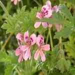 Geranium Bourbon- Pelargonium graveolens �i�ǤѪǸ��M�n�����o