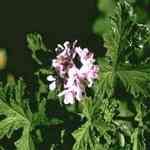 Rose Geranium - Pelargoneum roseum �����ѪǸ� ������S