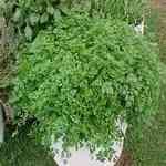 Parsley - Petroselinum sativum �ڪ� ������S
