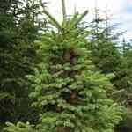 Spruce Black - Picea mariana ¶Mno