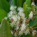 Pimento Leaf - Pimenta dioica �ɮ۸��M�n�����o