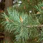 Pine Sylvestris - Pinus sylvestris ĬQMno