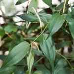 Cubeb - Piper cubeba �n��X�M�n�����o