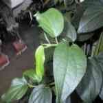 Pepper Green - Piper nigrum ��J�ԲM�n�����o