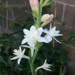 Tuberose - Polianthes tuberosa �߭��ɪ�����S