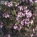 Savory Winter - Satureja montana �V�u��������o