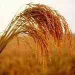 Rice Bran�_�ߪo��¦�o