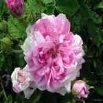 Rose Damask - Rosa damascena �j���h�������קl�k��o
