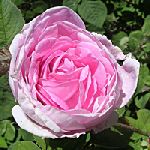 Rose Damask - Rosa damascena �j���h������������S