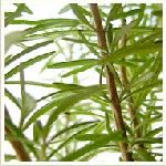 Rosemary CT Verbenone - Rosmarinus officinalis ���@��ରg���� ������S