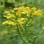 Rue - Ruta graveolens �孻�M�n�����o