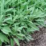 Sage Dalmatian - Salvia officinalis ������ ������S