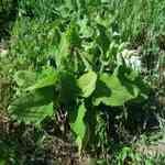 Clary Sage - Salvia sclarea �ֹּ������o