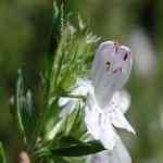 Savory Winter - Satureja montana �V�u������ ������S