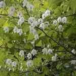 Benzoin Sumatera - Styrax benzoin Ĭ����þ�w���� ������S